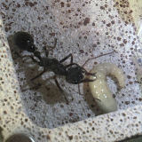 Myrmecia pyriformis with fat larva