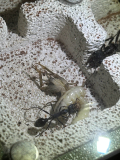 Myrmecia pyriformis larvae being fed