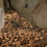 Myrmecia pyriformis queen hunting with worker