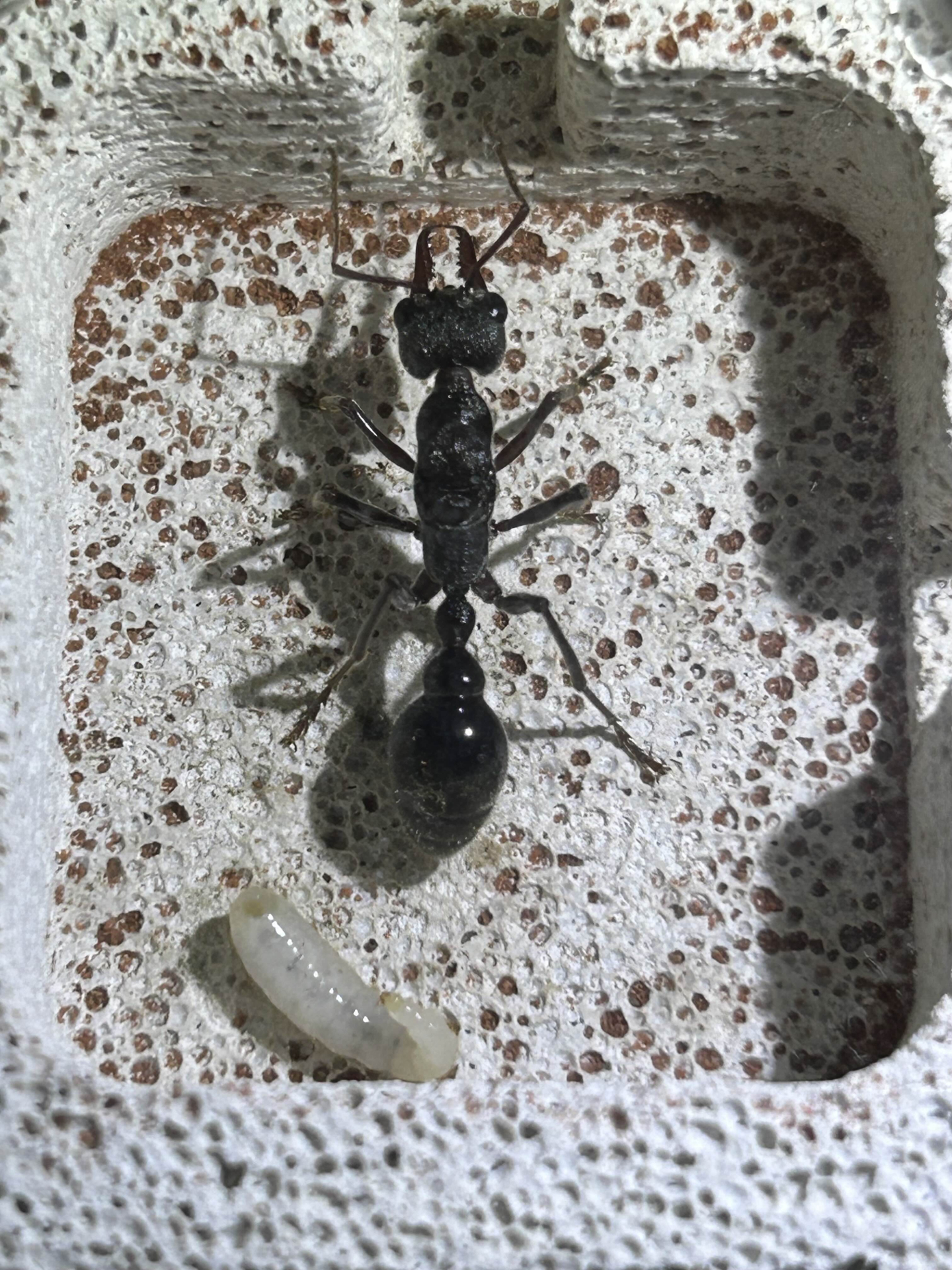 Myrmecia pyriformis with larva