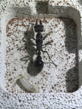 Myrmecia pyriformis with larva