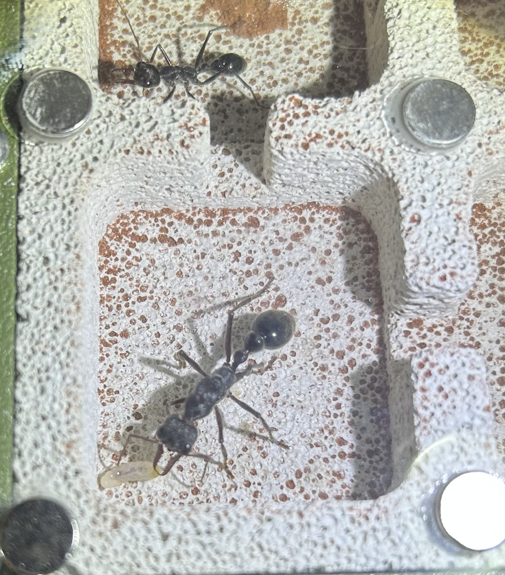 Myrmecia pyriformis with remaining larva