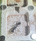 Myrmecia pyriformis with remaining larva