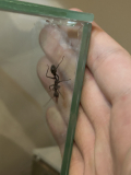 Myrmecia pyriformis climbing