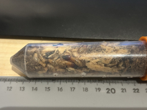 Hodotermopsis sjostedti soldier