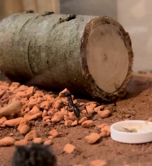 Myrmecia pyriformis decorating the outworld