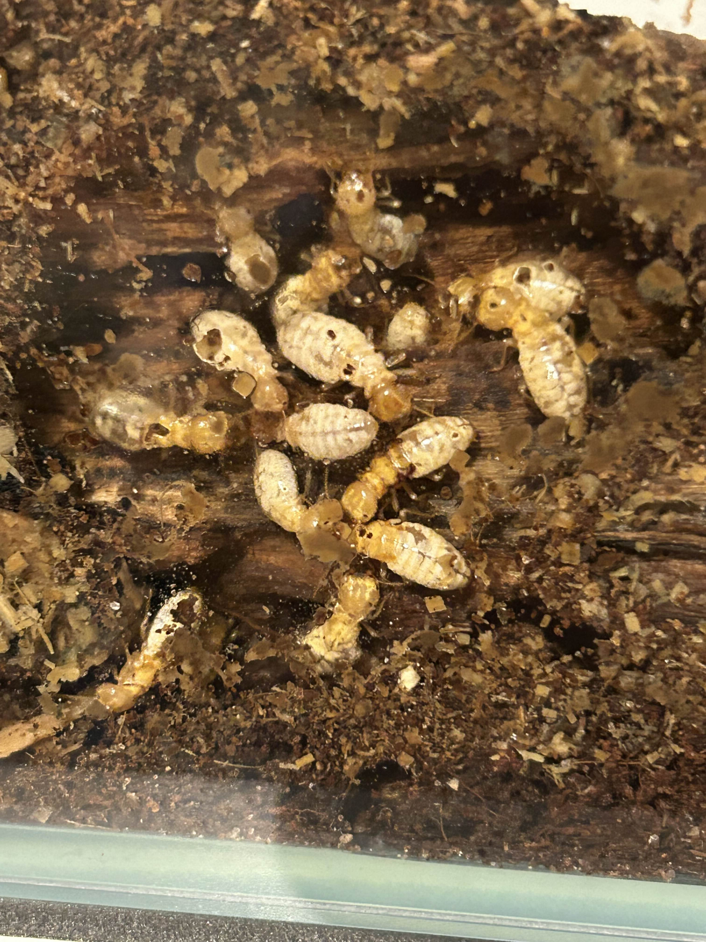 Hodotermopsis sjostedti type 2 nymph