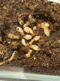 Hodotermopsis sjostedti type 2 nymph