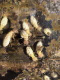 Hodotermopsis sjostedti mite infection