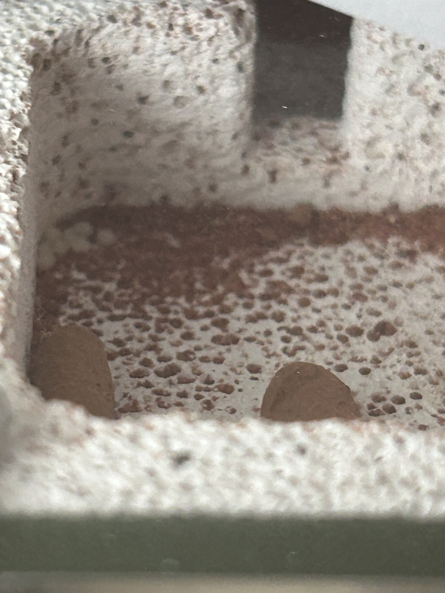 Myrmecia pyriformis eggs